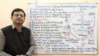 Diabetes Mellitus Part10 Mechanism of Action of Sulfonylurease  Antidiabetic Drugs  Diabetes [upl. by Anha]