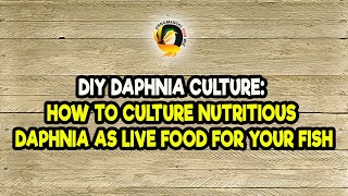 DIY Daphnia Culture How to Culture Nutritious Daphnia as Live Food for Your Fish [upl. by Naga]