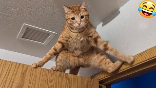 😻 New Funny Cats And Dogs Videos 2024 😆 Best Funniest Animal Videos 🤣 PART 28 [upl. by Enreval805]