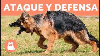 Adiestramiento canino en ataque y defensa [upl. by Shakespeare]