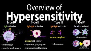 Food Allergy vs Intolerance  Whats the Difference [upl. by Akinuahs515]