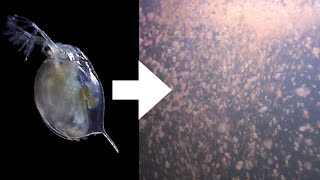 How I Culture Daphnia [upl. by Callida584]