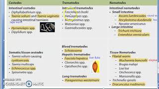 Parasitology 001 c Parasites Classification Helminth Cestodes Trematodes Nematodes [upl. by Lipscomb]