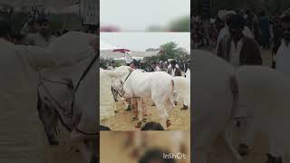 Horse Dance 2023  Baba peer ul Haq Khari Khadimabad horsedance horse [upl. by Jolda]