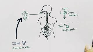 Entamoeba histolytica life cycle  hindi   Amoebic dysentry  parasitic protozoan [upl. by Aehs]