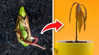 5 TRUCOS Para GERMINAR MANGOS Super RÁPIDO 🥭 [upl. by Attey26]