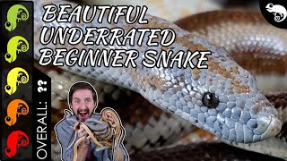 Rosy Boa The Best Pet Snake [upl. by Rosenthal626]