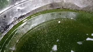 DAPHNIA MOINA CULTURE IN A SMALL BUCKET [upl. by Lesya]