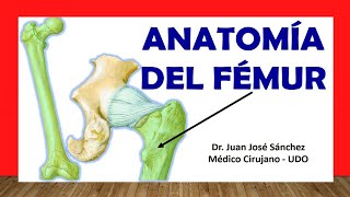 🥇 Anatomía del FÉMUR Fácil Rápida y Sencilla [upl. by Elyc]