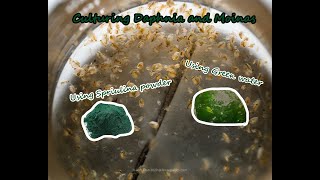 How To Culture Daphnia and Moinas using Green Water Spirulina powder [upl. by Liauqram]