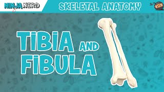 Tibia amp Fibula Anatomy [upl. by Aifas502]