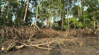 Mangroves The Roots of the Sea AMNH Science Bulletins [upl. by Anaitsirc418]