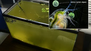 Raising Daphnia for the Freshwater Aquarium [upl. by Florencia611]