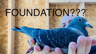 New racing pigeons 2021 breeding pair Foundation for RFRP [upl. by Queri]