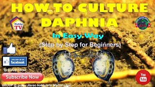 HOW TO CULTURE DAPHNIA In Easy Way [upl. by Licna]