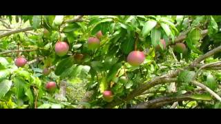 Cultivo de Mango Parte 1  Tv agro By Juan Gonzalo Angel [upl. by Eshelman]